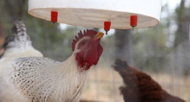 Typy a požadavky na napáječky pro kuřata, jak to udělat sami